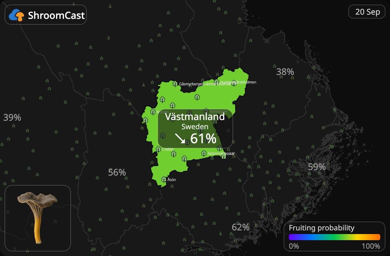 Traktkantarell Västmanland