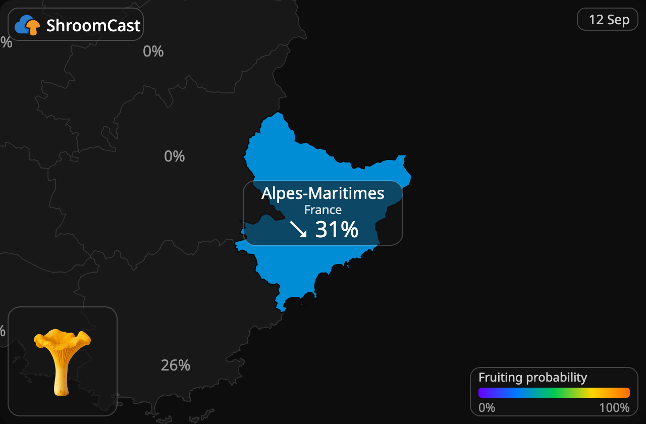 Chanterelle Alpes-Maritimes