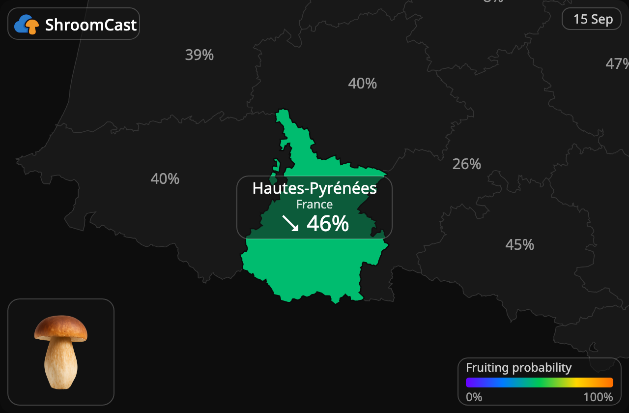 Steinsopp Hautes-Pyrénées