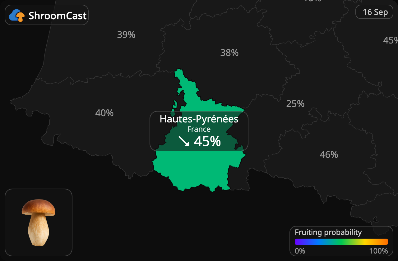 Steinsopp Hautes-Pyrénées