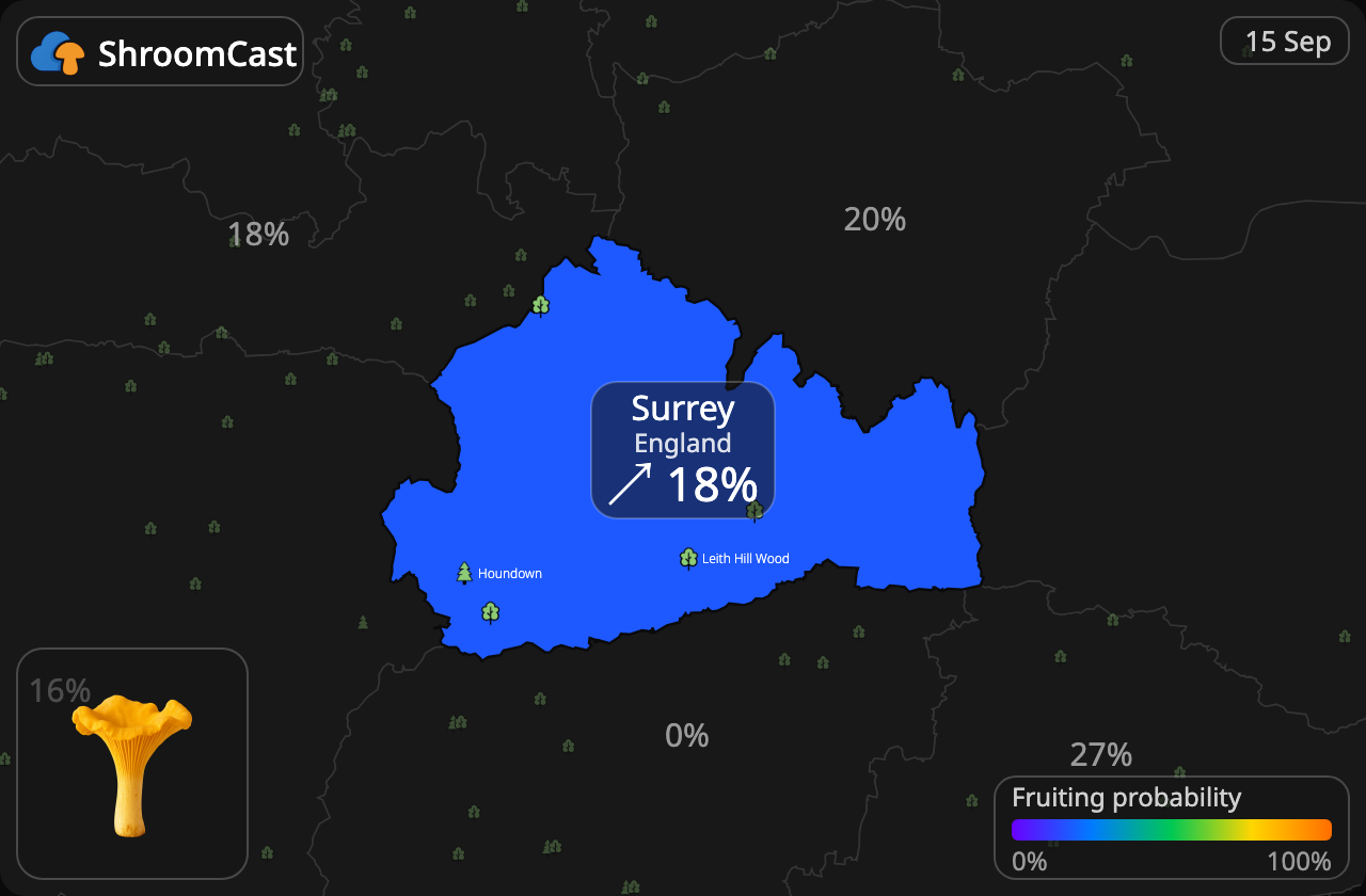 Kurka Surrey