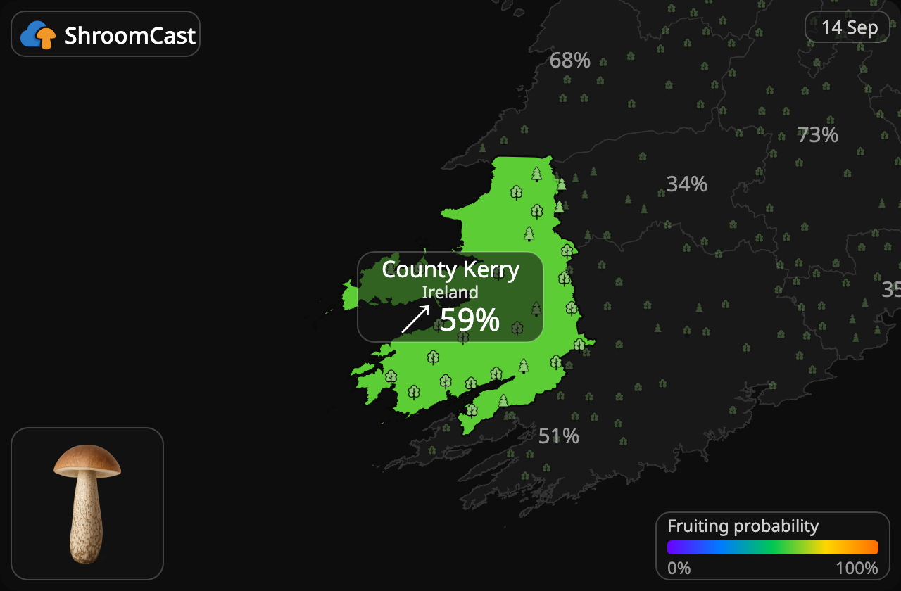 Birkenpilz County Kerry
