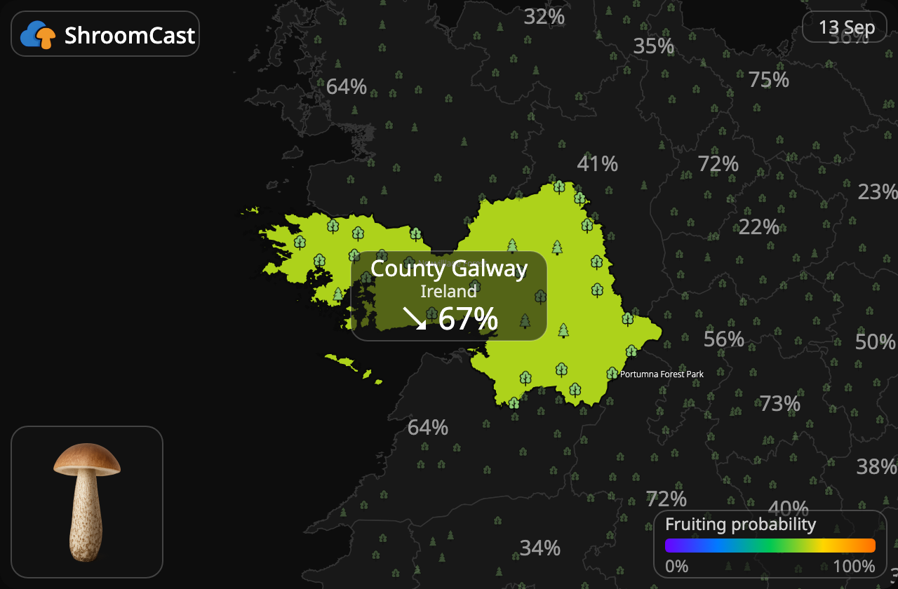 Birkerørhat County Galway