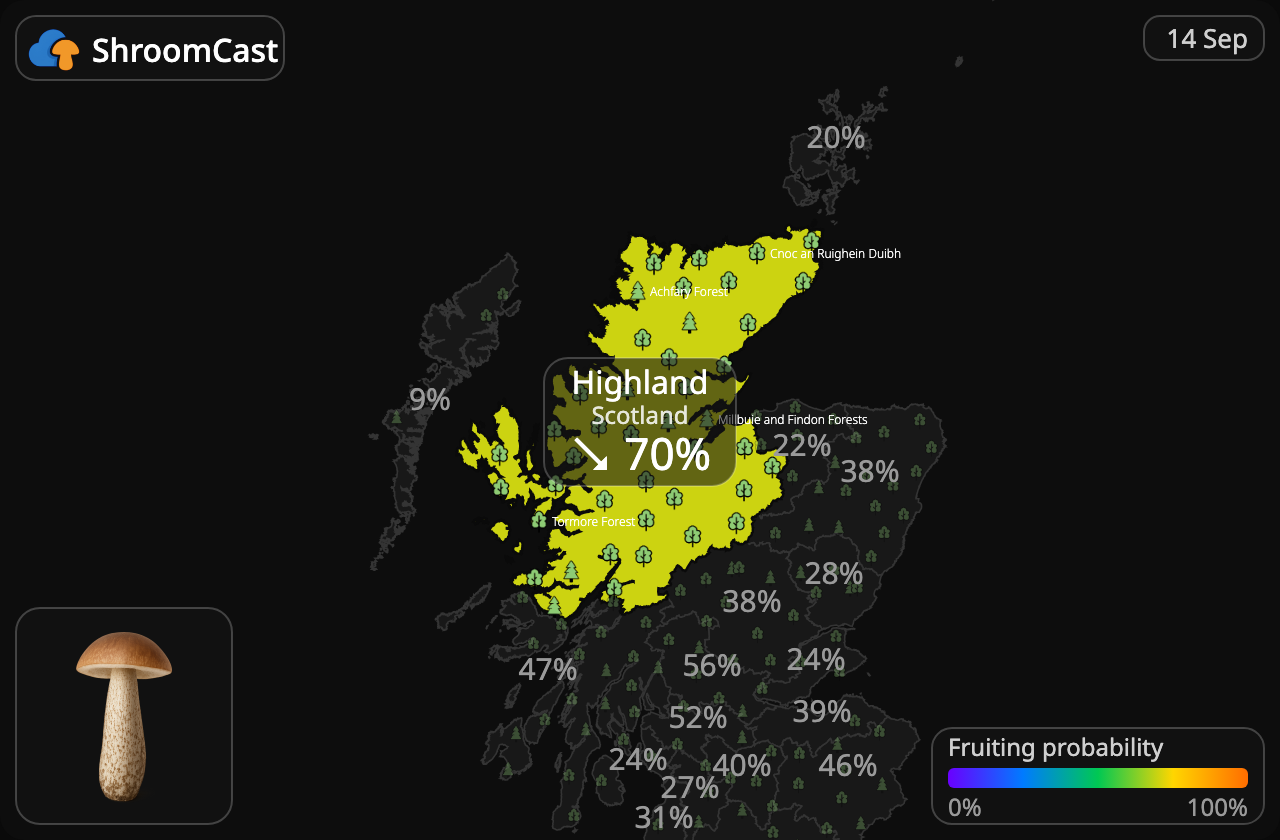 Brunskrubb Highland