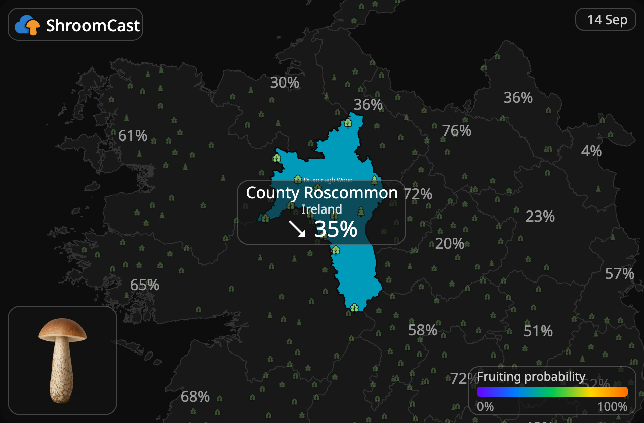 Bolet rude County Roscommon
