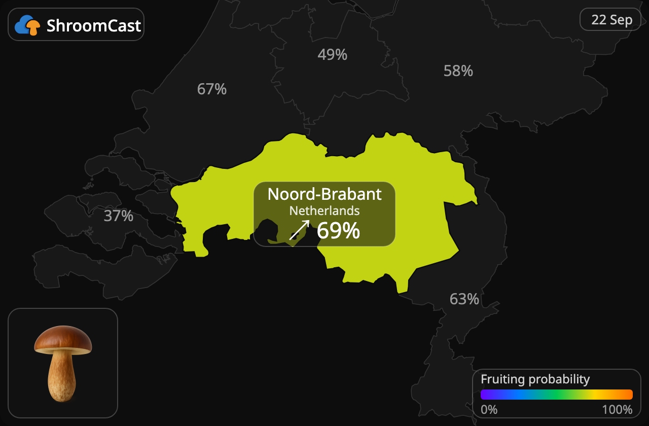 Brun rørhat Noord-Brabant