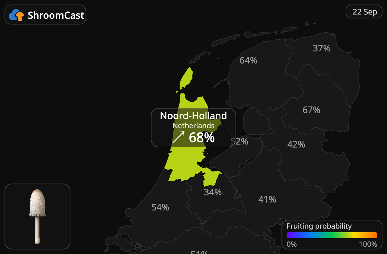 Czernidłak kołpakowaty Noord-Holland