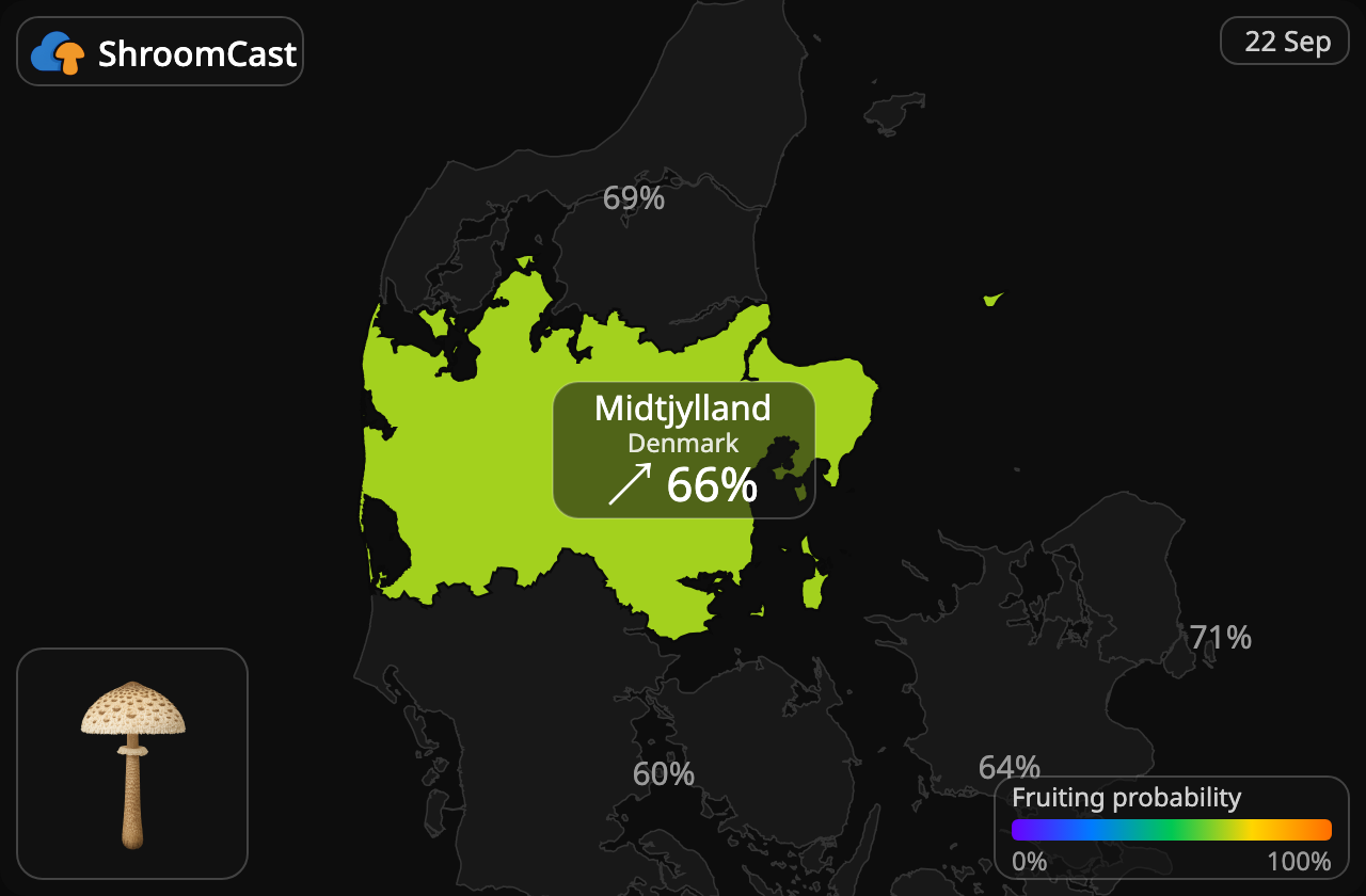 Parasolzwam Midtjylland