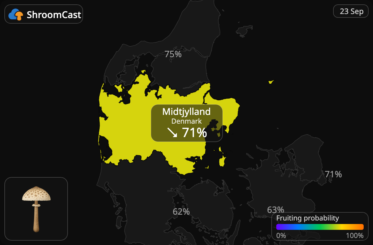 Stolt fjällskivling Midtjylland