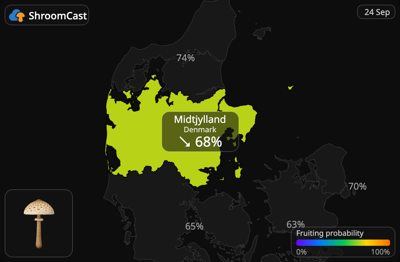 Stolt fjällskivling Midtjylland
