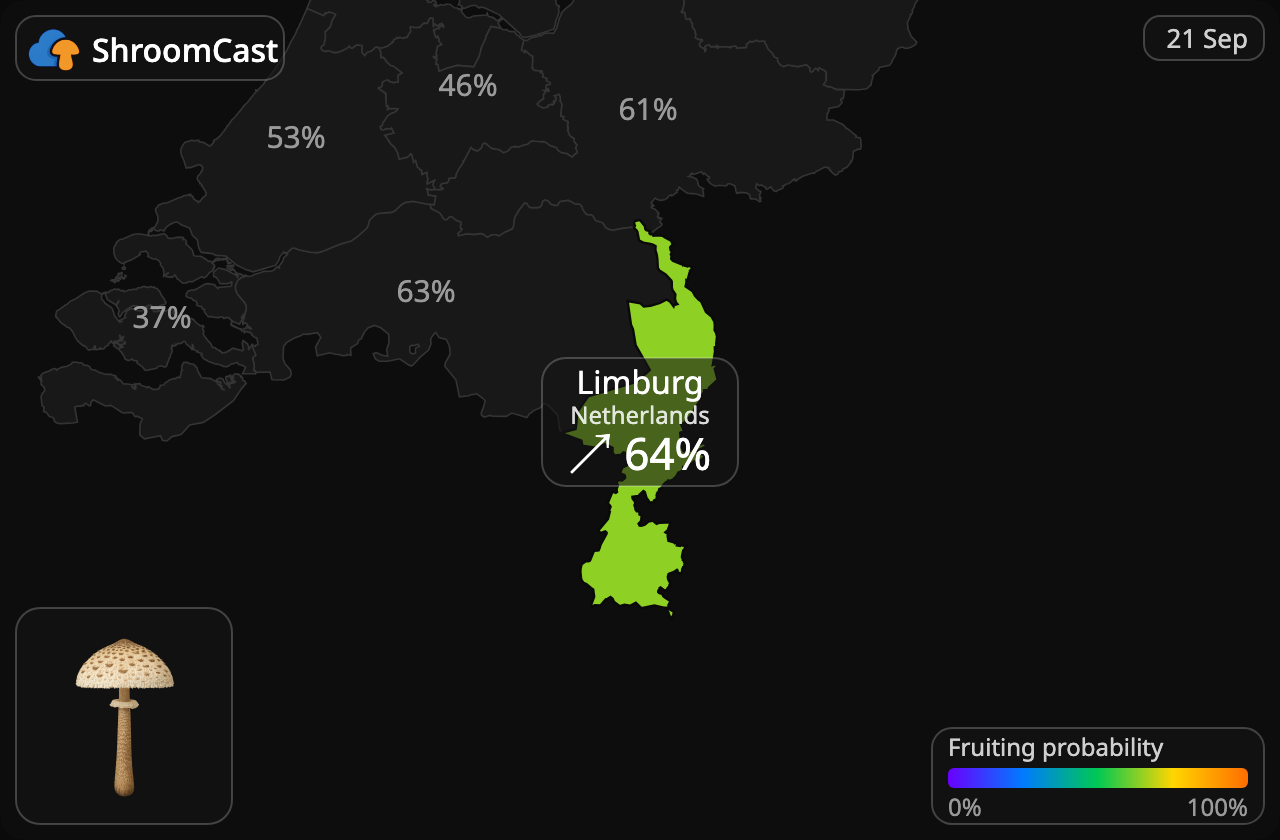 Stolt fjällskivling Limburg