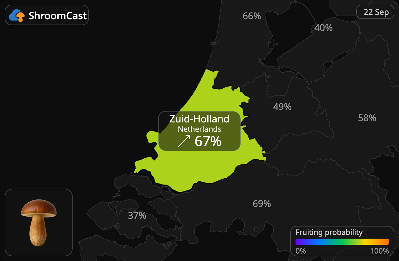 Ruskotatti Zuid-Holland
