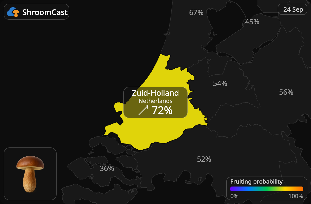 Brun rørhat Zuid-Holland