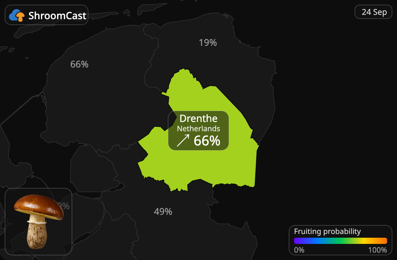 Brunringet rørhat Drenthe