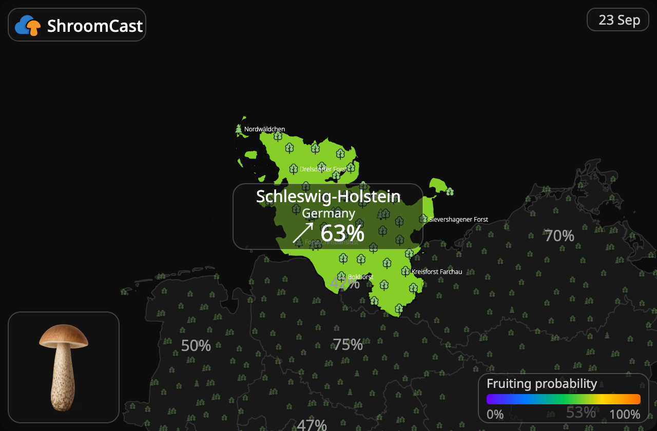 Koźlarz Schleswig-Holstein