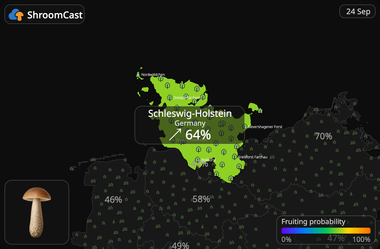 Björksopp Schleswig-Holstein