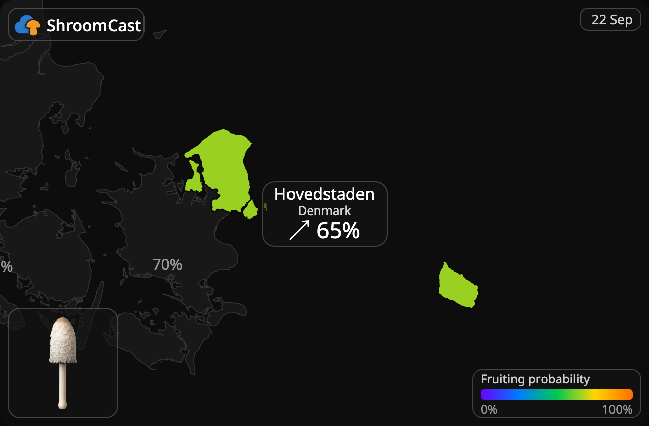 Fjällig bläcksvamp Hovedstaden