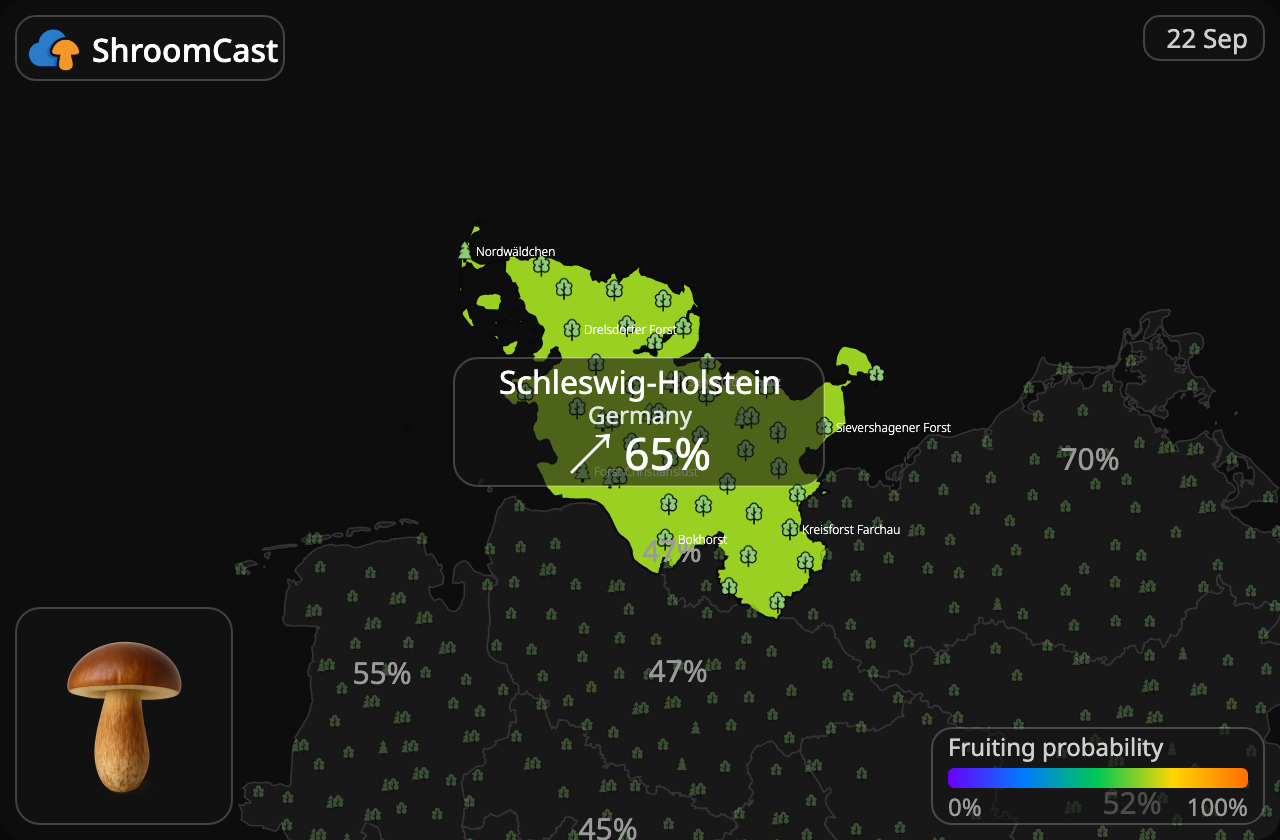 Ruskotatti Schleswig-Holstein