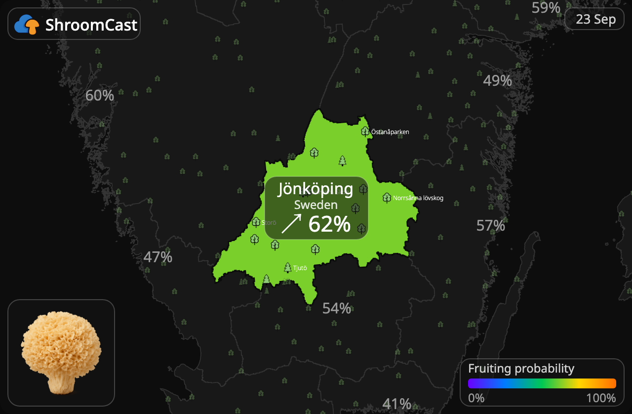 Blomkålsopp Jönköping