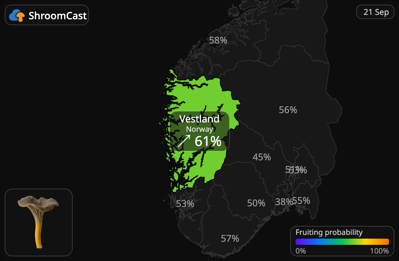 Suppilovahvero Vestland
