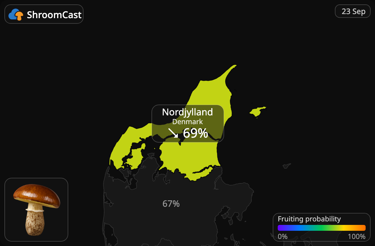 Pinarolo Nordjylland