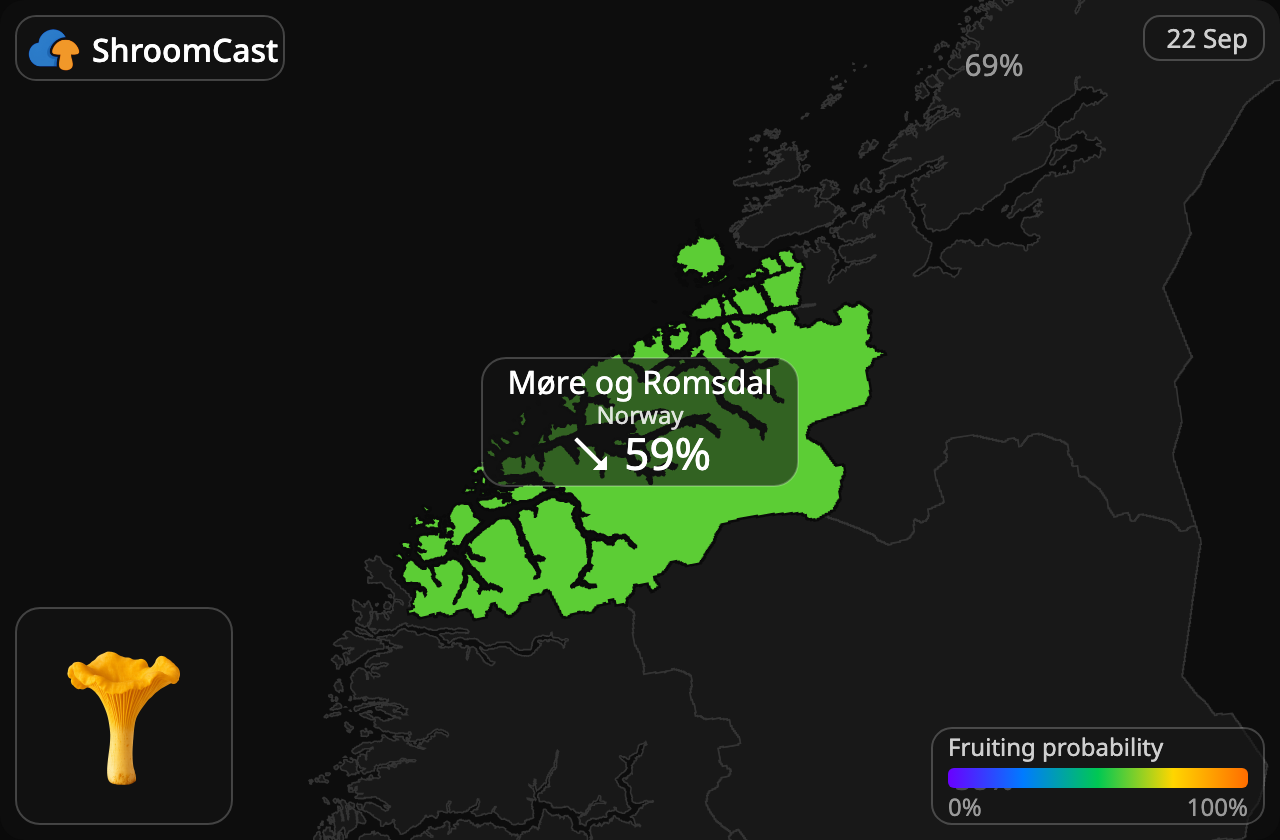 Kantarell Møre og Romsdal