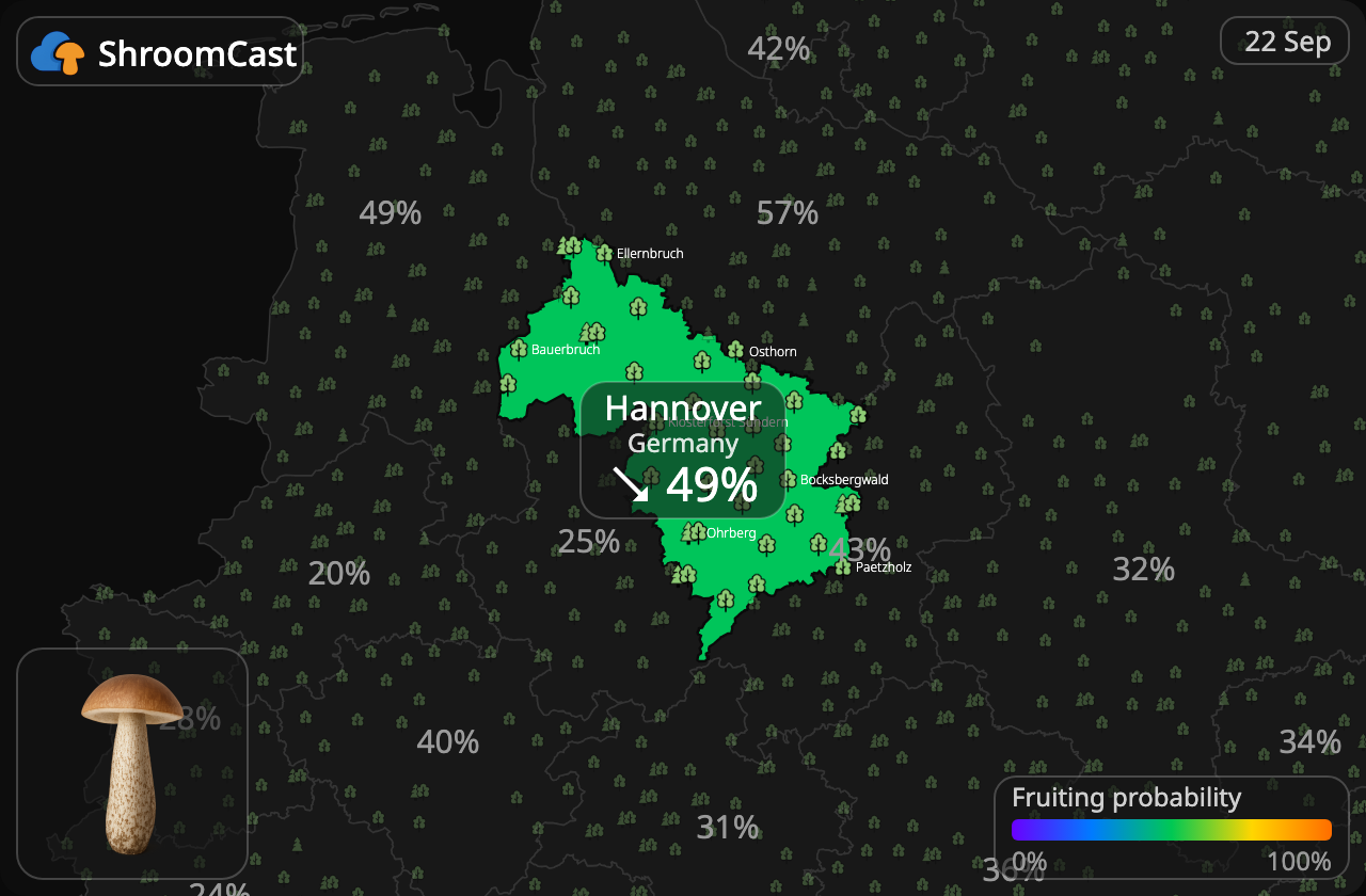 Birkenpilz Hannover