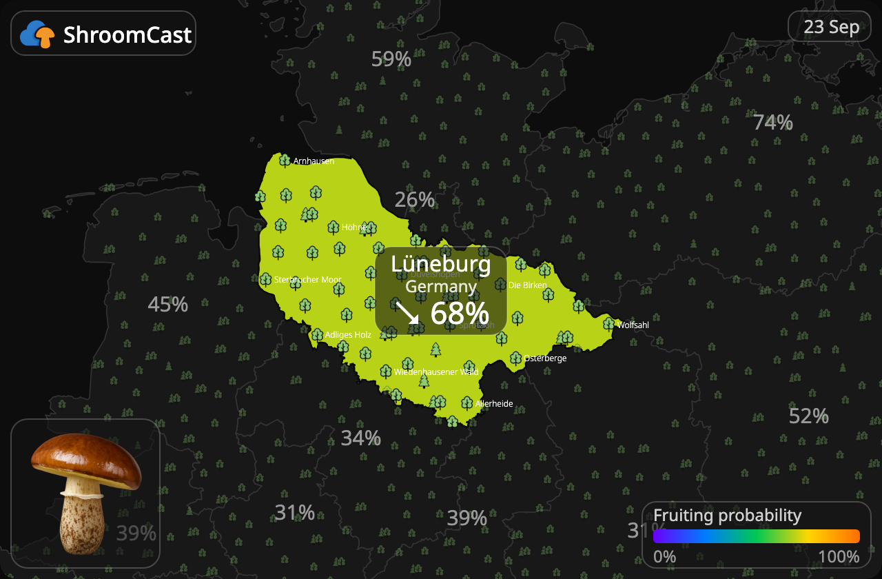 Pinarolo Lüneburg