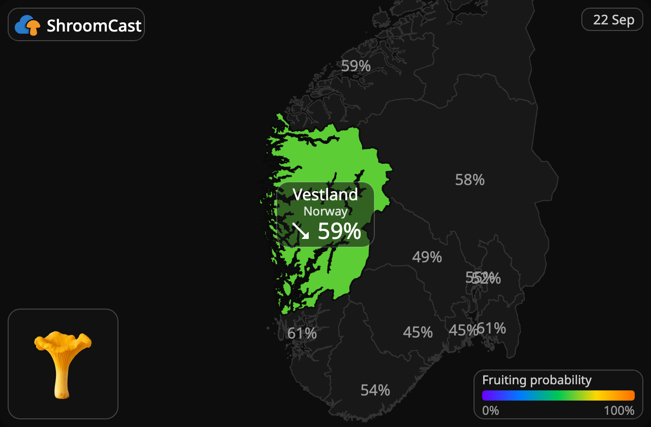 Kantarelli Vestland