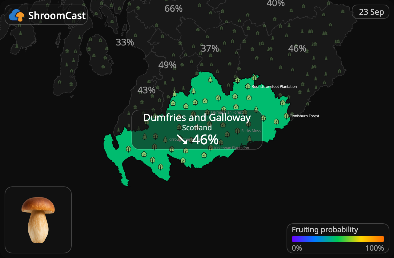 Prawdziwek Dumfries and Galloway