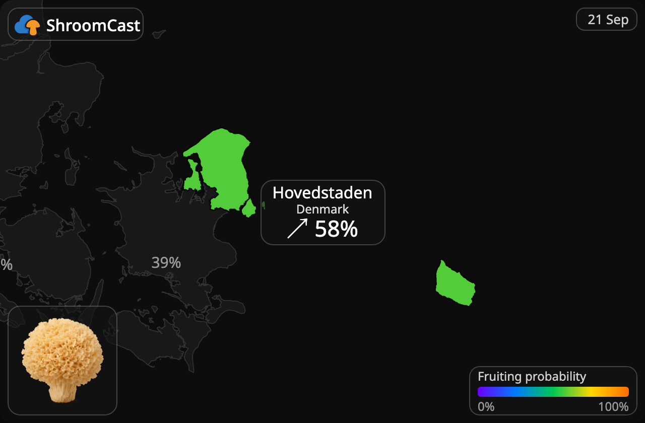 Kurttusieni Hovedstaden