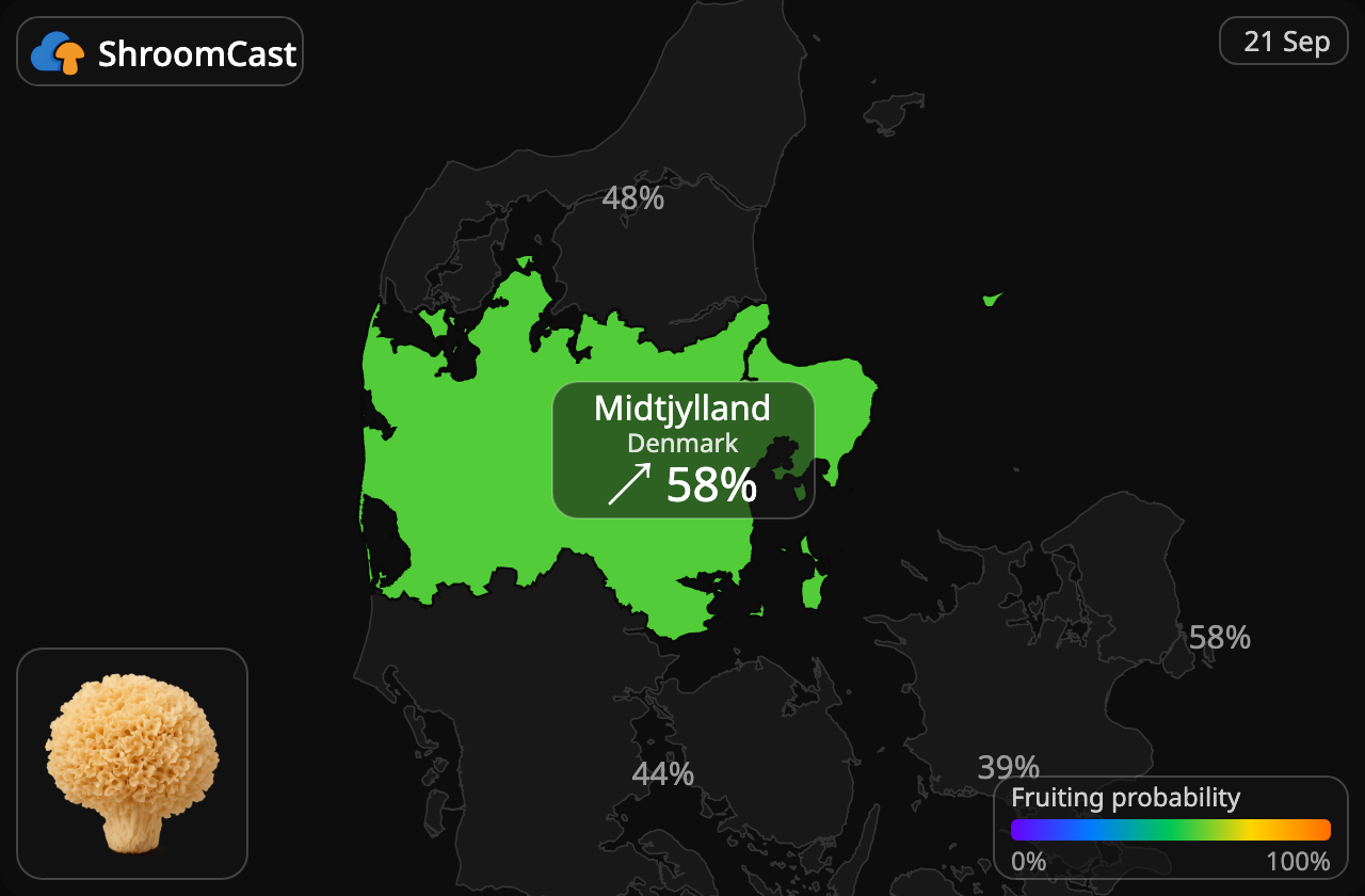 Kurttusieni Midtjylland