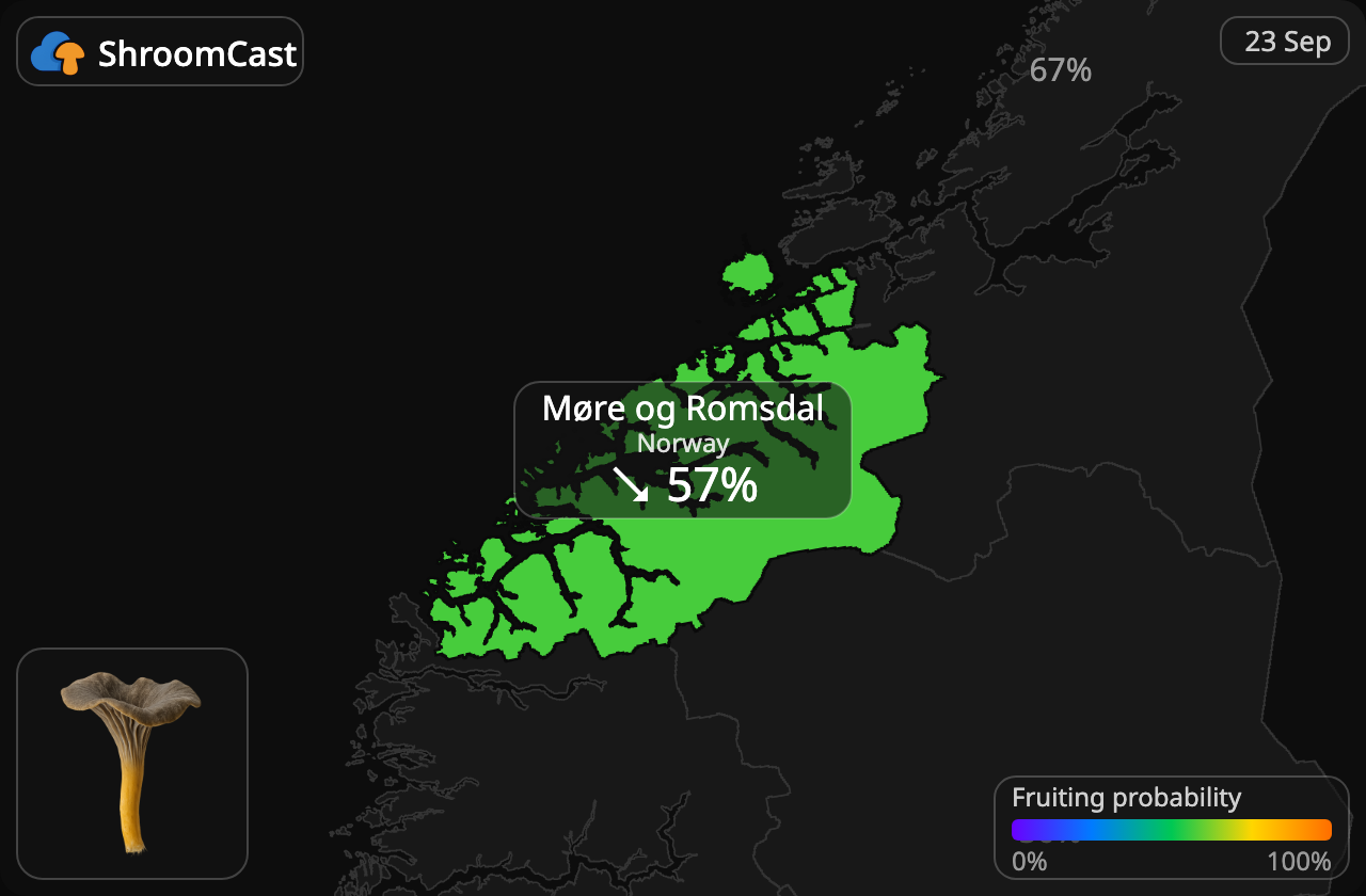 Chanterelle en tube Møre og Romsdal