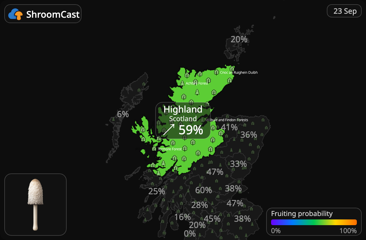 Suomumustesieni Highland
