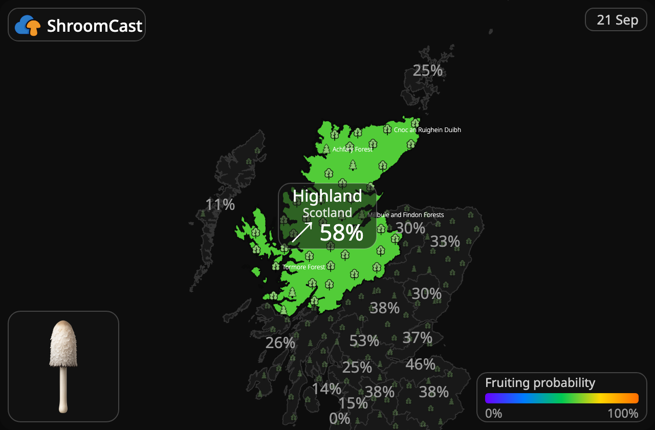Geschubde inktzwam Highland
