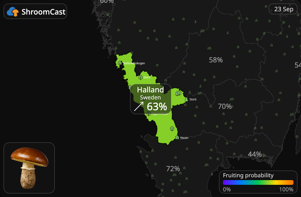 Pinarolo Halland