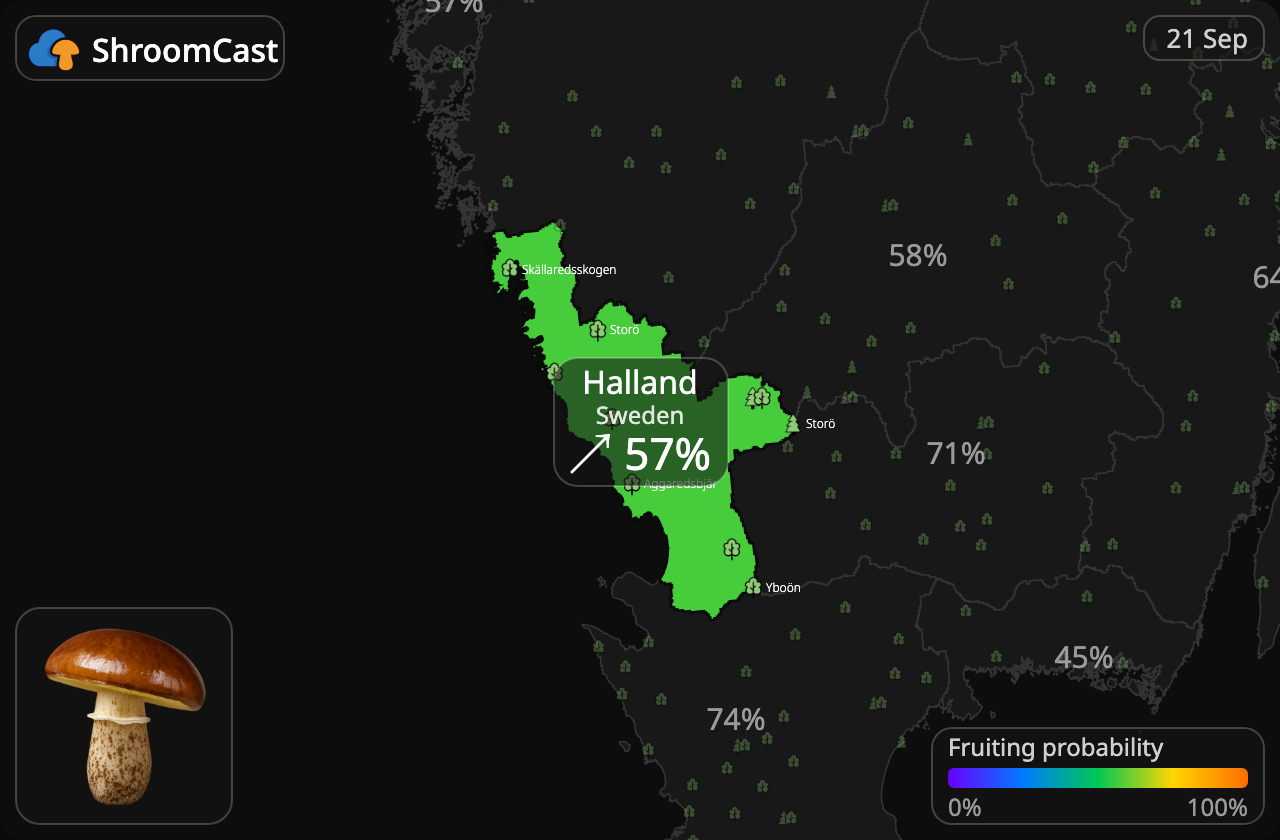 Brunringet rørhat Halland