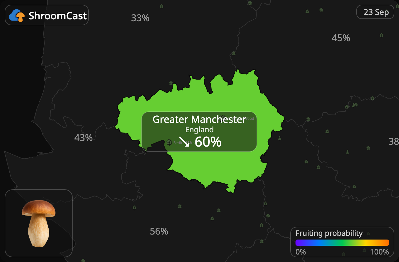 Білий гриб Greater Manchester