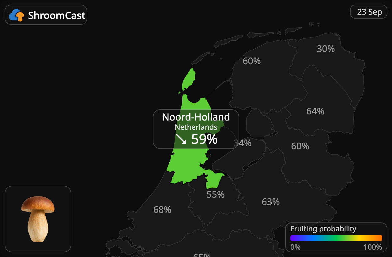 Cèpe Noord-Holland