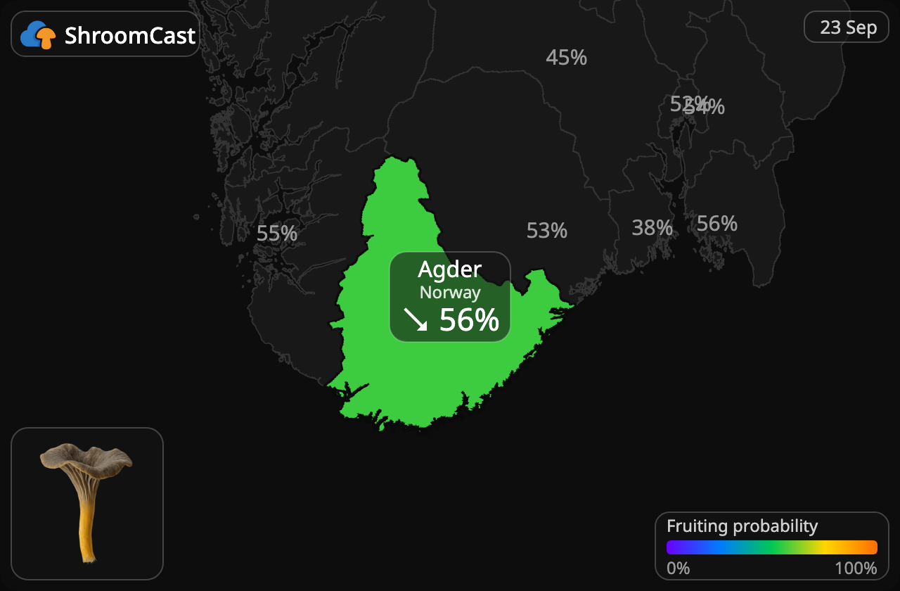 Tragtkantarel Agder