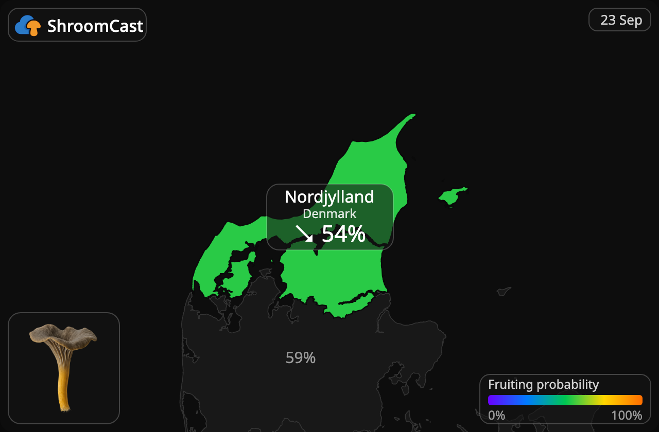 Tragtkantarel Nordjylland