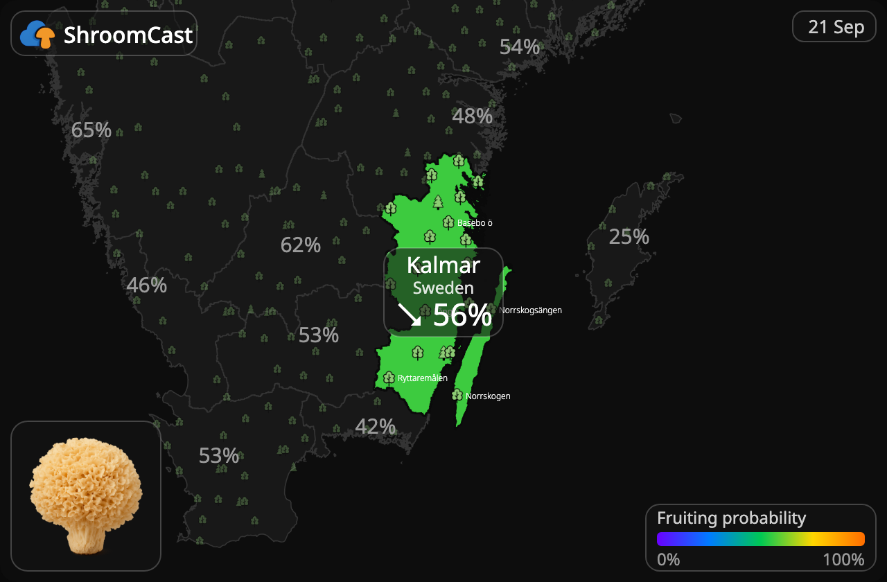 Blomkålssvamp Kalmar