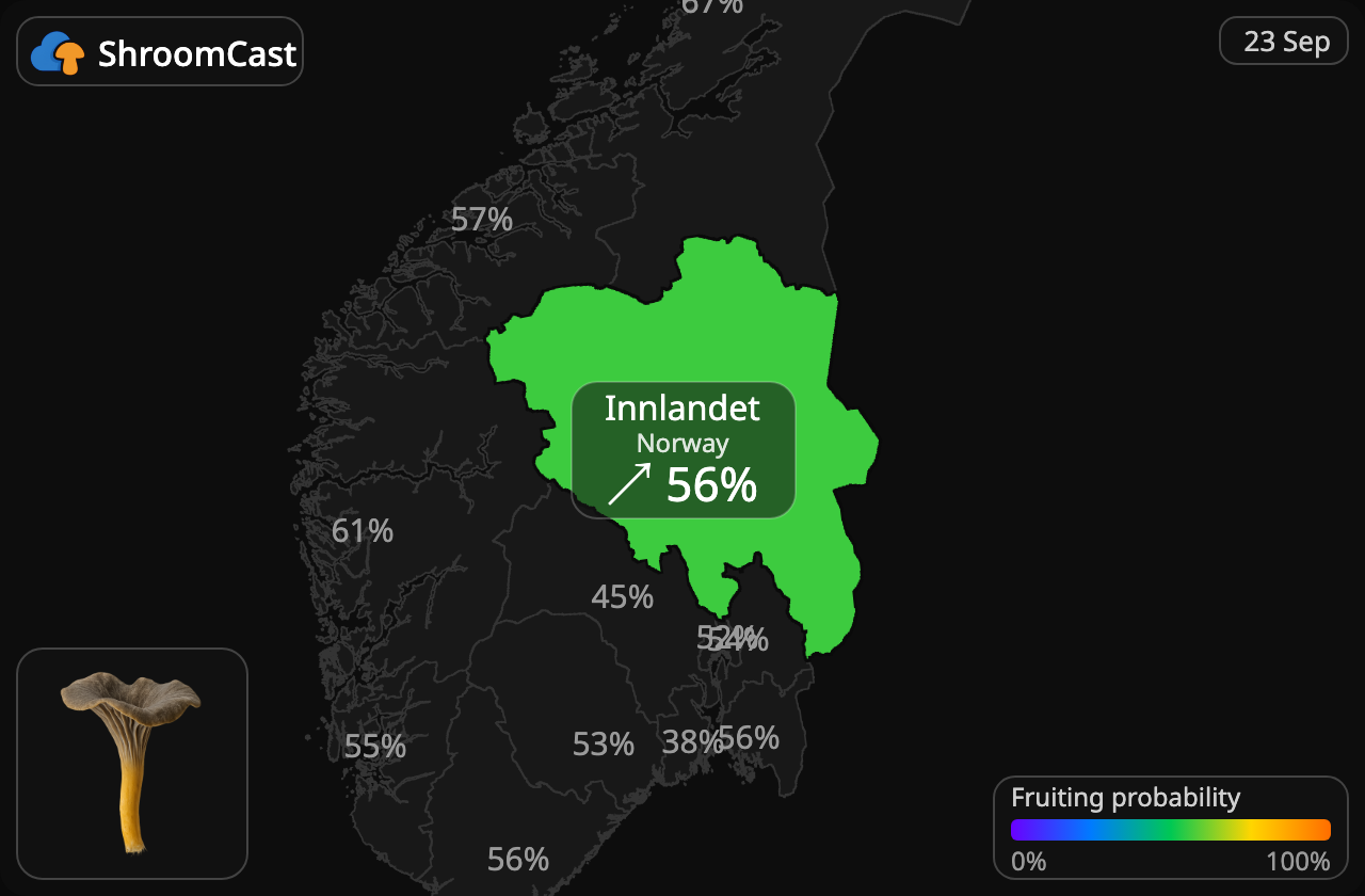 Finferla Innlandet