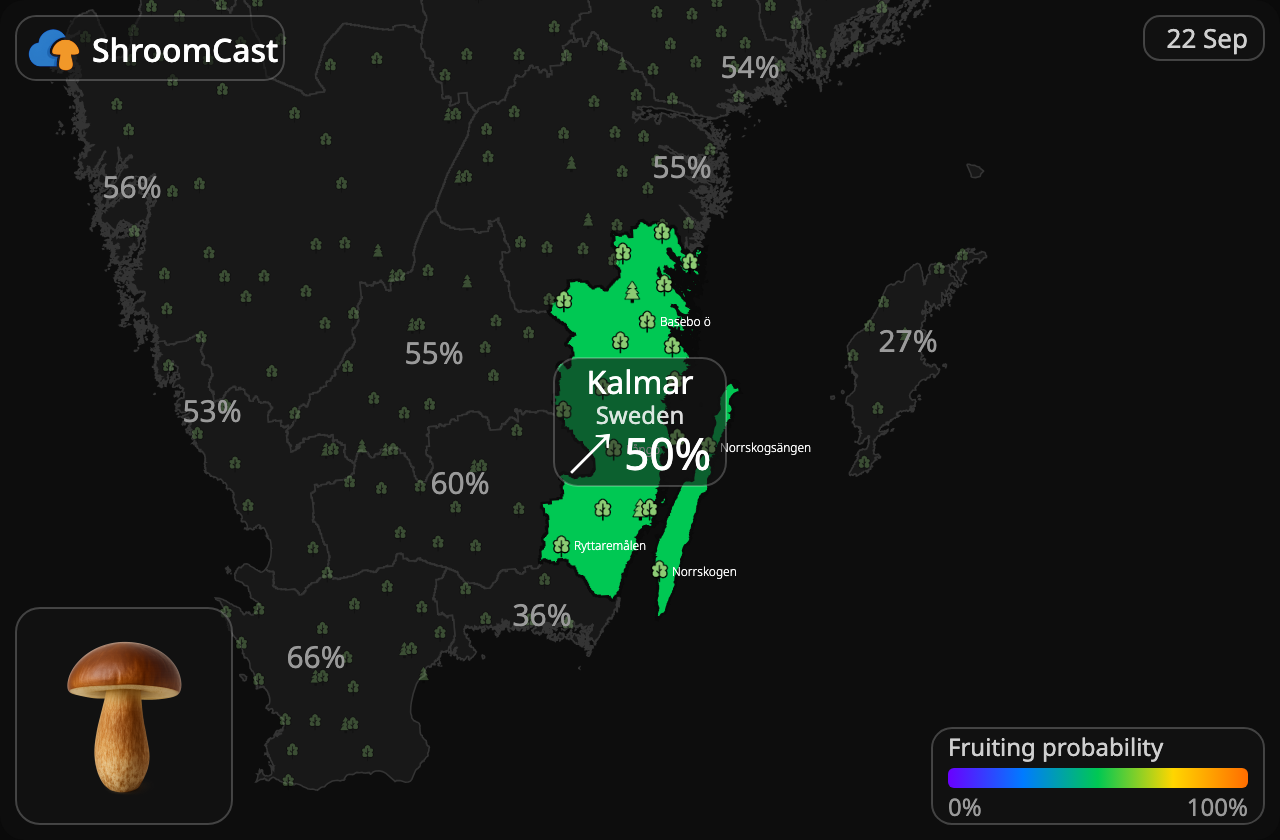 Podgrzybek Kalmar