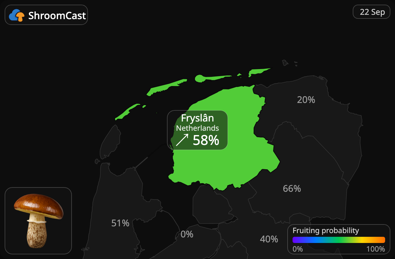 Pinarolo Fryslân