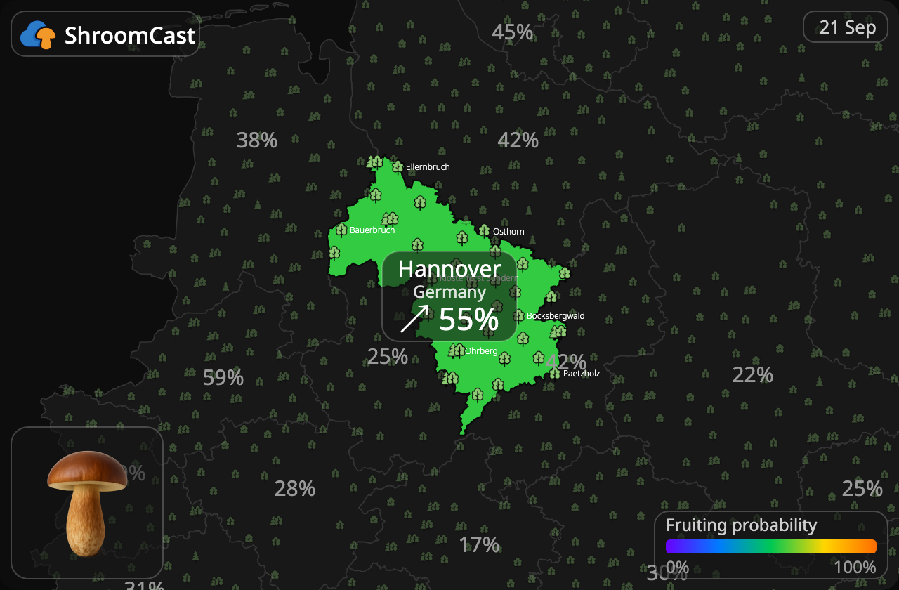 Польський гриб Hannover