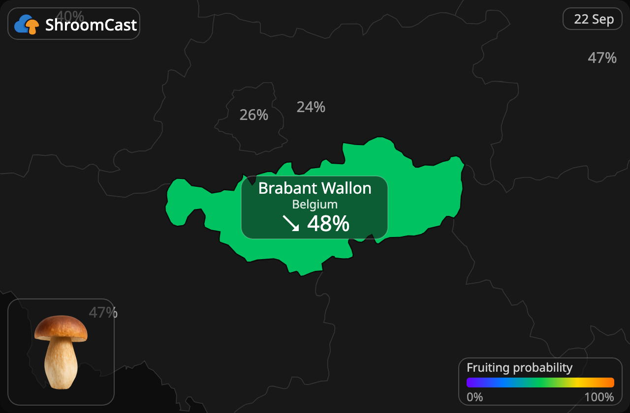Steinsopp Brabant Wallon