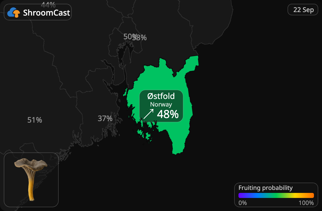 Pieprznik trąbkowy Østfold