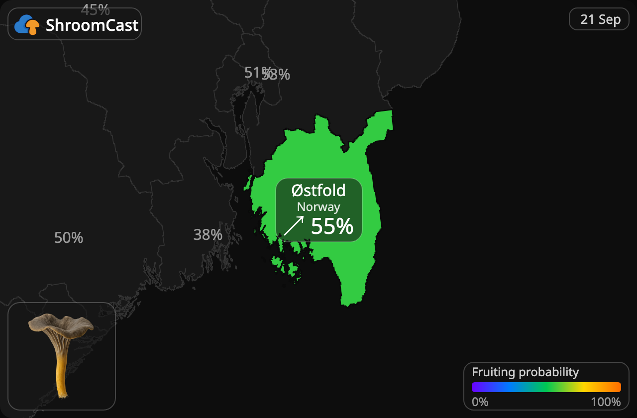 Suppilovahvero Østfold