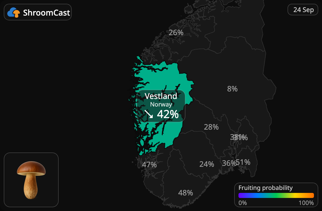 Польський гриб Vestland